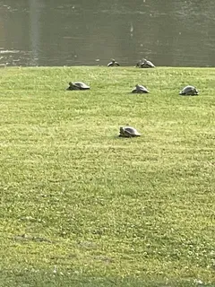 $749,000 | 11339 Willow Drive, New Orleans, LA 70131