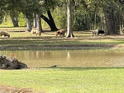 $749,000 | 11339 Willow Drive, New Orleans, LA 70131