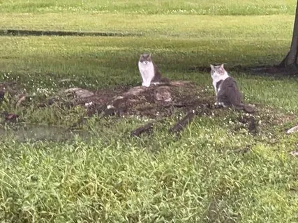 $749,000 | 11339 Willow Drive, New Orleans, LA 70131