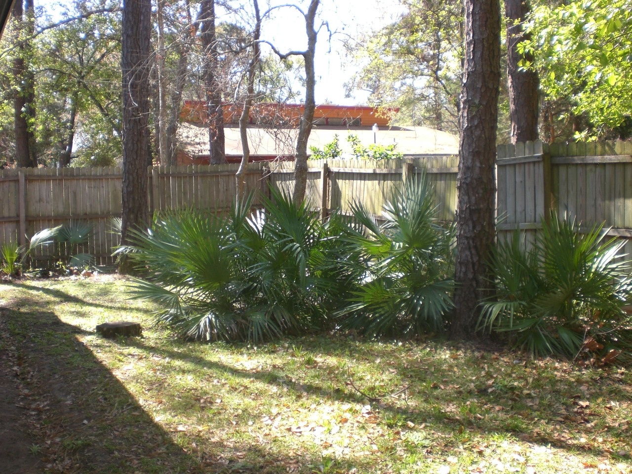 954 Stocks Street Atlantic Beach, FL 32233 - Photo 18 of 21 a view of a yard with large trees
