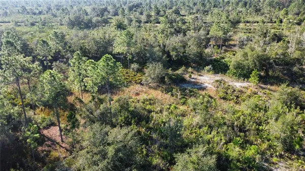 a view of a forest with a tree