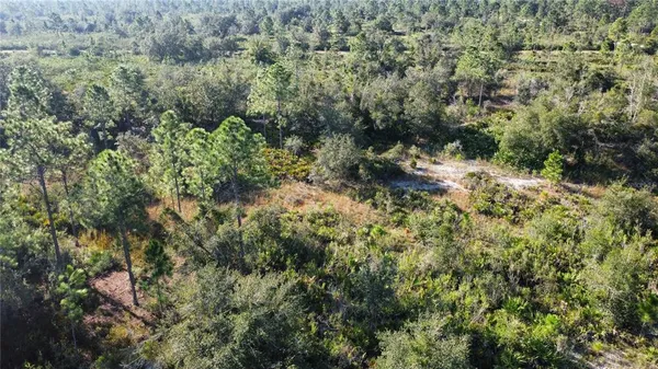 a view of a forest with a tree