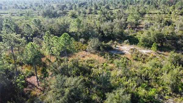 a view of a forest with a tree