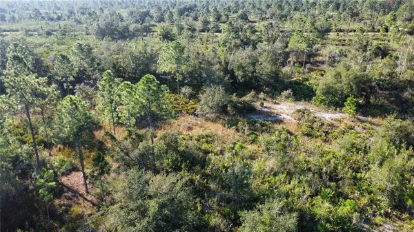 a view of a forest with a street