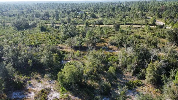 a view of a forest with a tree