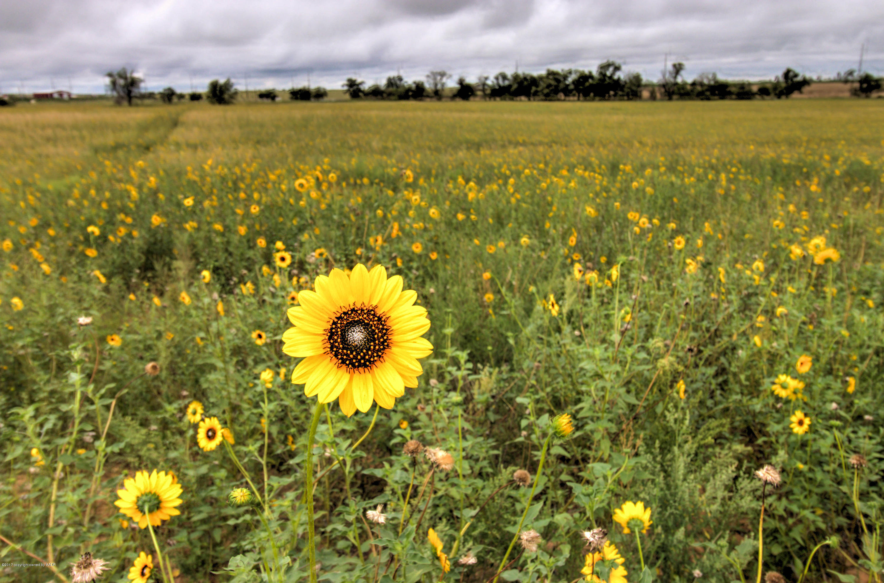Triple T Ranch Wheeler, TX 79096 - Photo 1 of 25 008