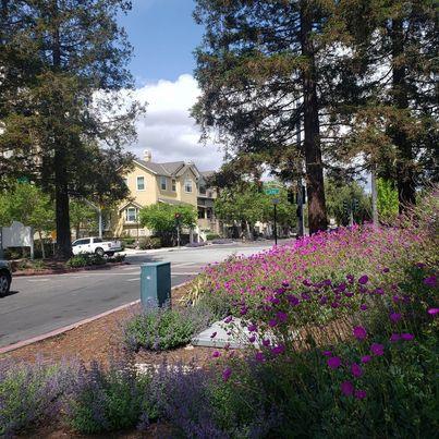 343 Shadow Run Drive San Jose, CA 95110 - Photo 13 of 17 a view of street with flower plants and tree