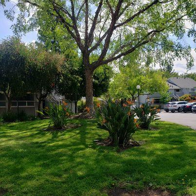 343 Shadow Run Drive San Jose, CA 95110 - Photo 14 of 17 a view of a park with large trees