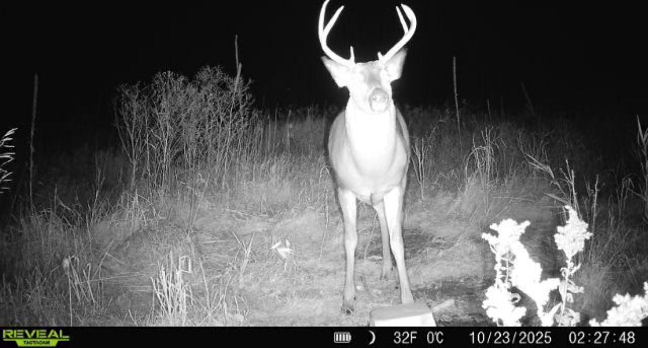 14379 Chestnut Road Princeton, MN 55371 - Photo 47 of 67