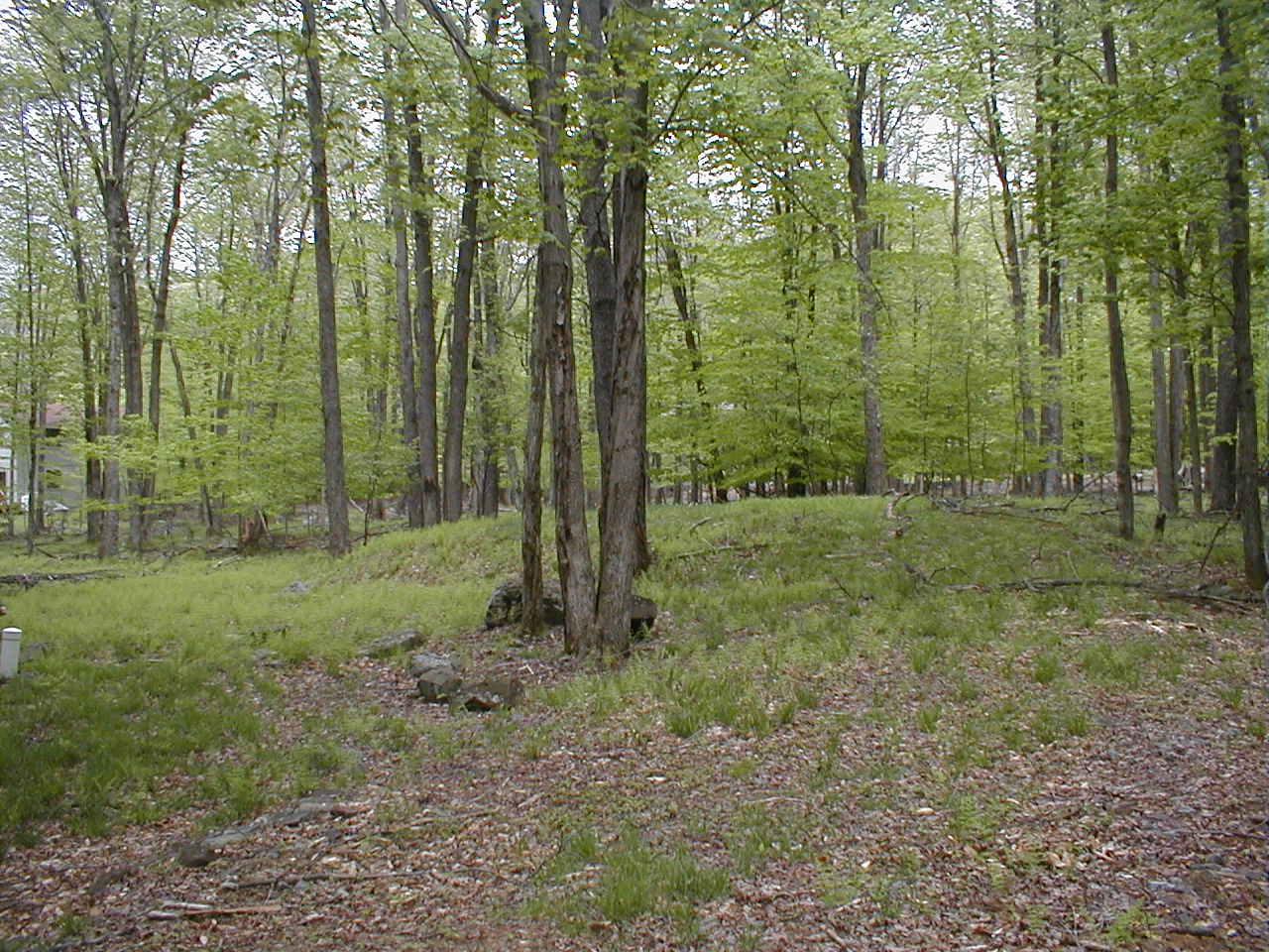 803 Evergreen Road Pocono Lake, PA 18347 - Photo 12 of 18 Back yard / privacy