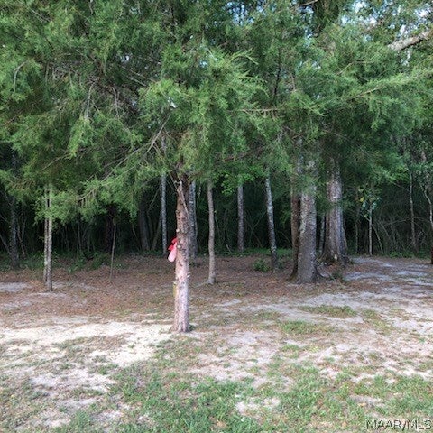 1142 Pera Road Samson, AL 36477 - Photo 8 of 17 Gallery Image 8