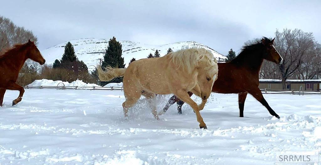 590 Park Road Arco, ID 83213 - Photo 42 of 55