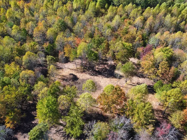 a view of a forest with a tree