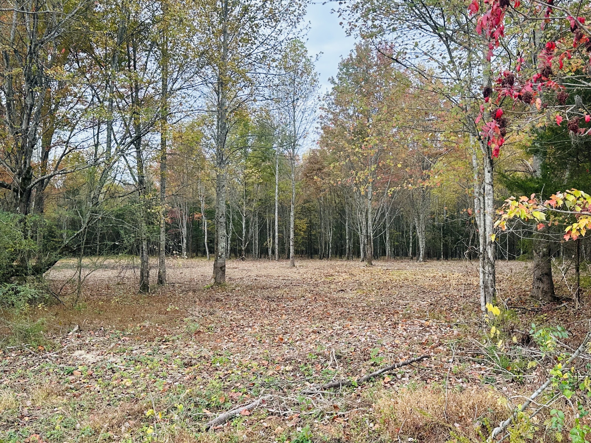 0 Johnson Road Westmoreland, TN 37186 - Photo 5 of 6 a view of outdoor space with trees