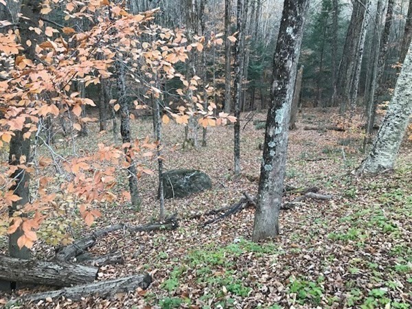 0 Hawley Road Ashfield, MA 01330 - Photo 1 of 10 a view of a forest with trees