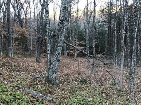0 Hawley Road Ashfield, MA 01330 - Photo 2 of 10 a backyard of a house with lots of green space