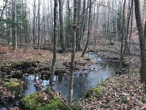0 Hawley Road Ashfield, MA 01330 - Photo 6 of 10 a view of a yard with plants and trees