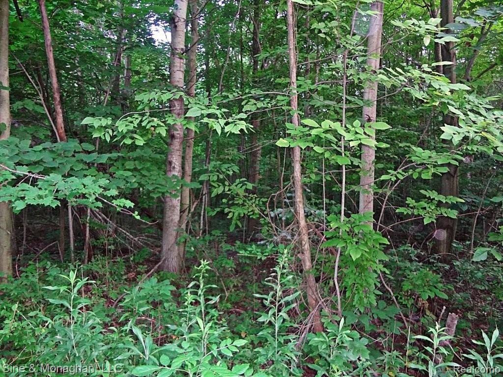 10213 Pound Road Columbus, MI 48063 - Photo 7 of 43 6-woods.JPG