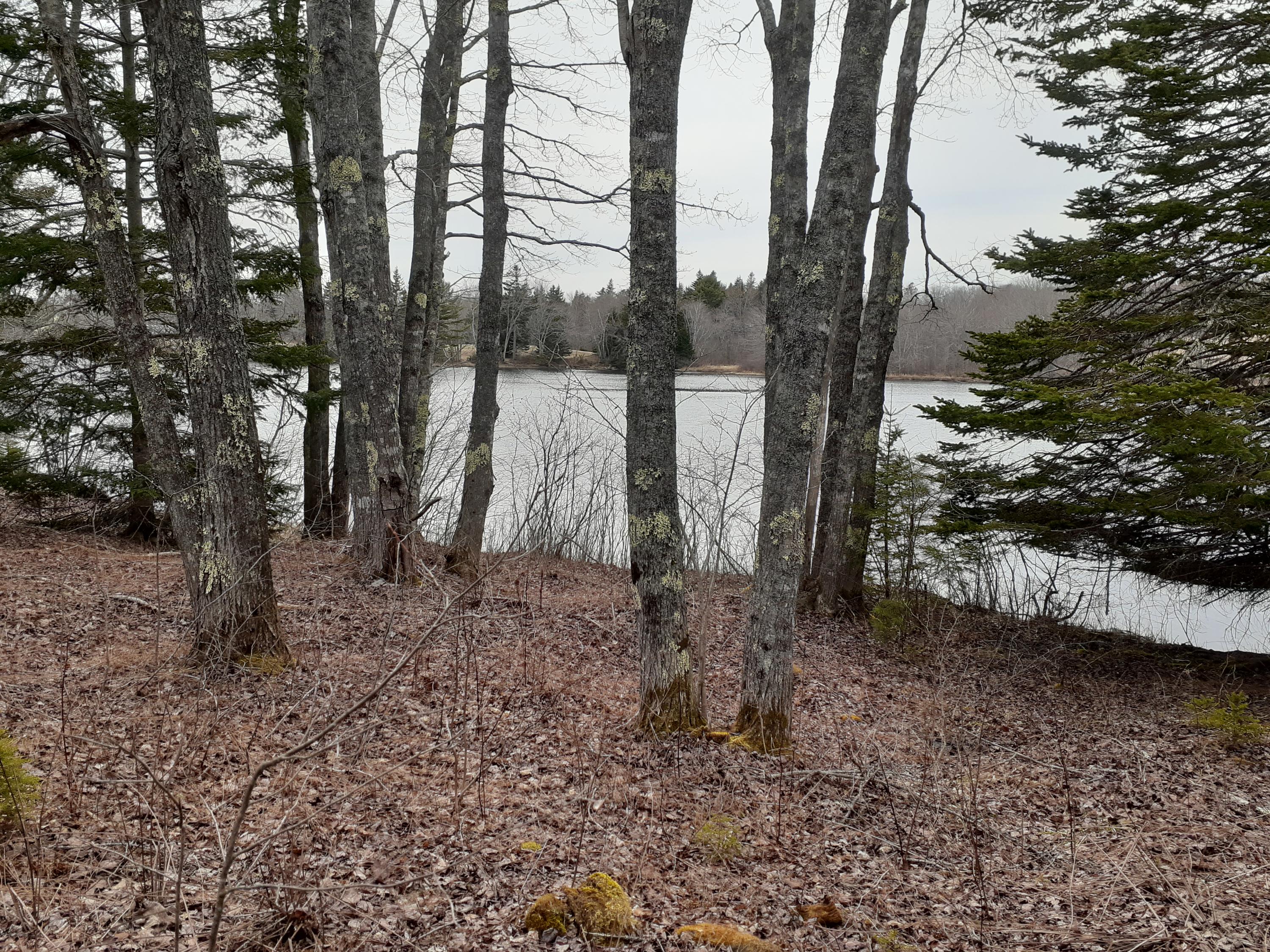 Lot 12 Raccoon Road Cushing, ME 04563 - Photo 3 of 8 20200420_145159 (2)