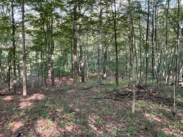 a view of a forest with trees in the background