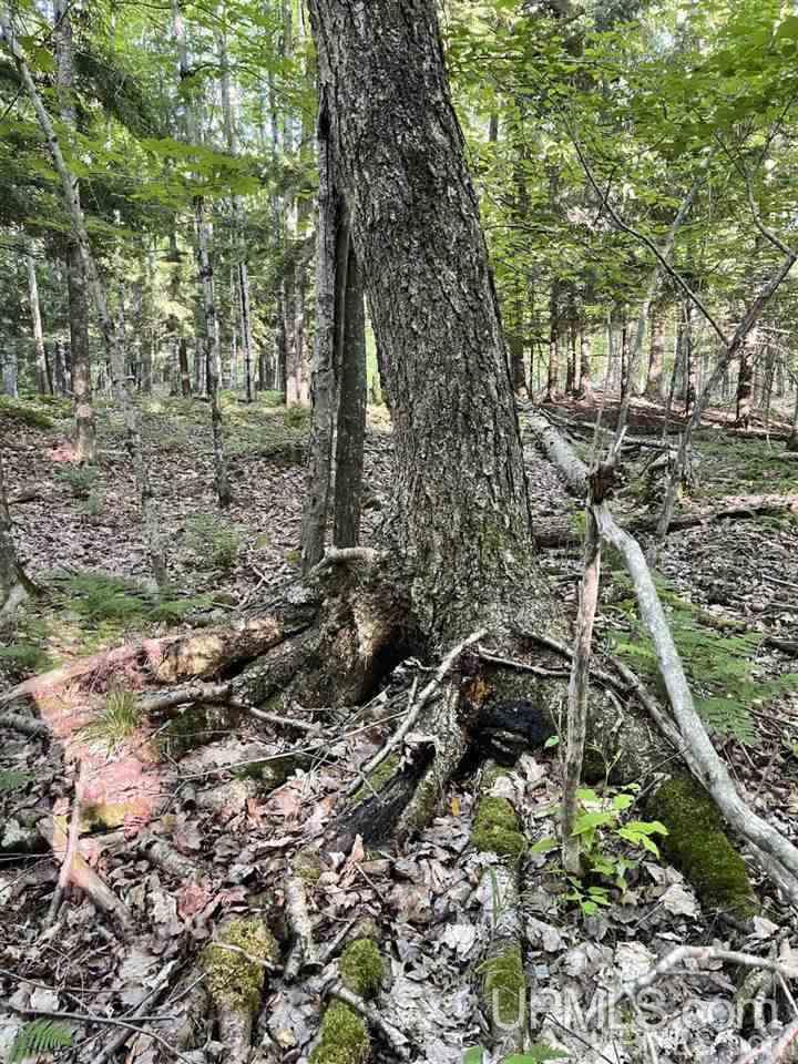 Tbd Tbd Saari Road Lanse, MI 49946 - Photo 22 of 27
