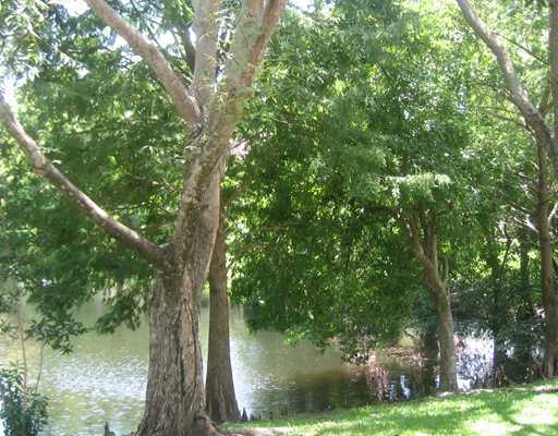 6372 Boca Circle Boca Raton, FL 33433 - Photo 13 of 13 a view of a tree in a yard