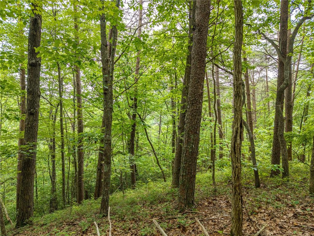1331 Birch Lane Ranger, GA 30734 - Photo 7 of 43