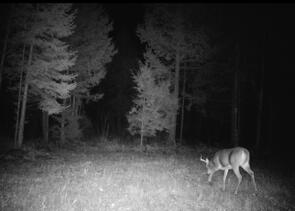 Tbd Woodville Road Lincoln, ME 04457 - Photo 13 of 13 thumbnail_IMG_4608