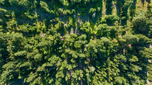 a view of a lush green forest