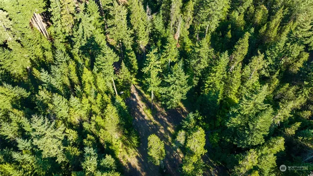 a view of a lush green forest