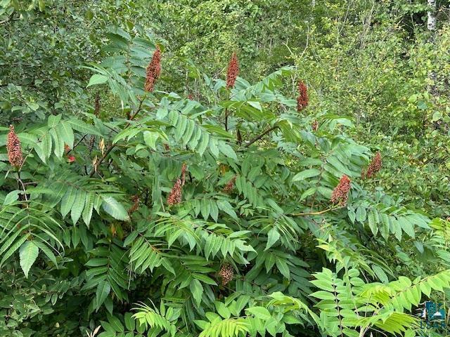 Xxx Xxx Victor Lake Road Biwabik, MN 55708 - Photo 5 of 19 View of nature
