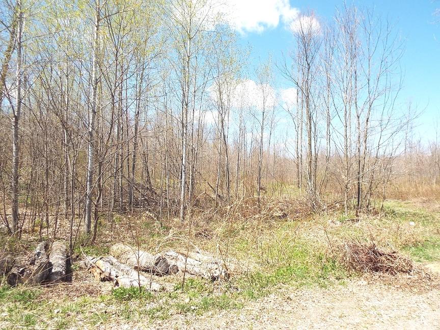 On Buckner Road White Lake, WI 54491 - Photo 2 of 10 Gallery Image 2