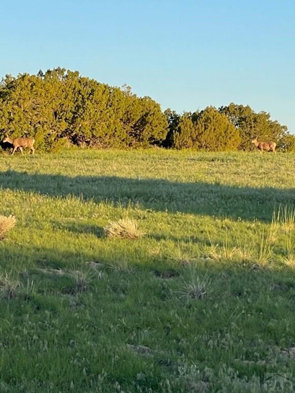 Lot 100 Ghost River Ranch Rye, CO 81069 - Photo 35 of 35