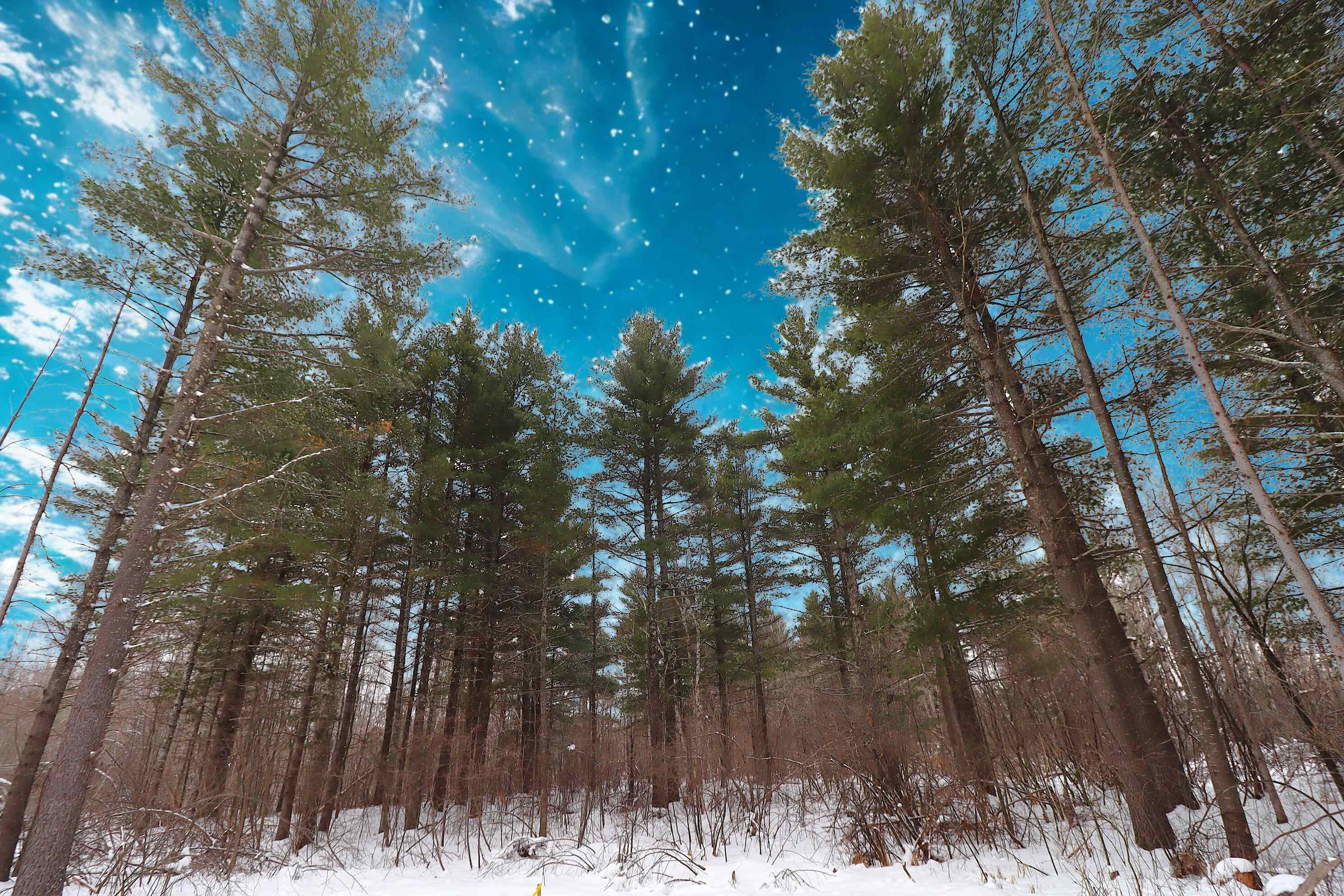 62543 Hegstrom Road Ashland, WI 54806 - Photo 7 of 30 Natural fence line of towering trees