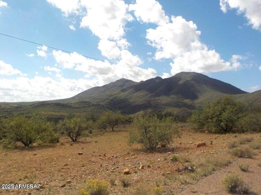 a view of a dry yard with lots of trees
