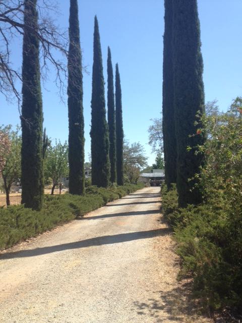 21853 Hidden Acres Road Redding, CA 96003 - Photo 2 of 2 IMG_0746