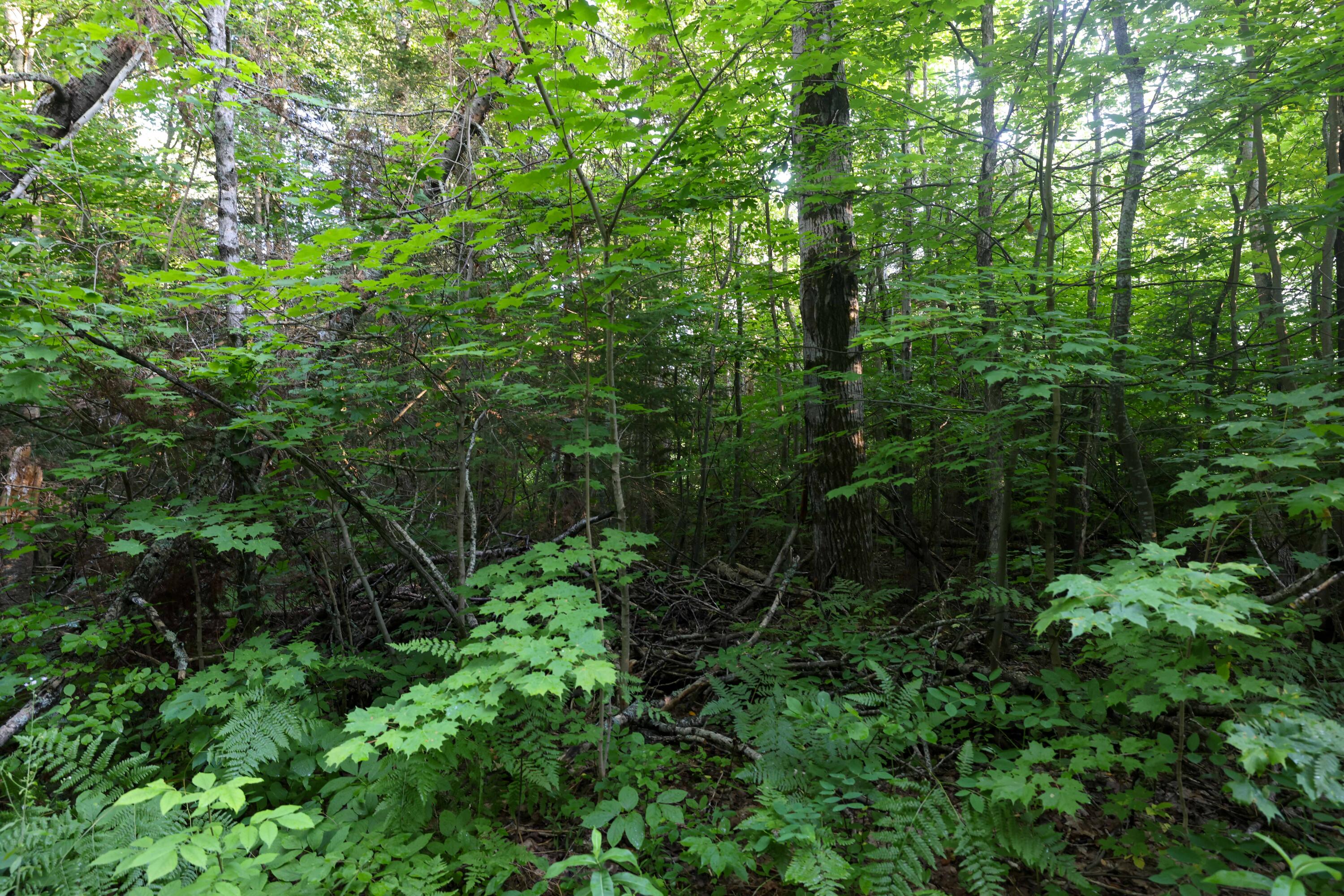 0 Ford Lake Road Germfask, MI 49836 - Photo 40 of 49 Gallery Image 40