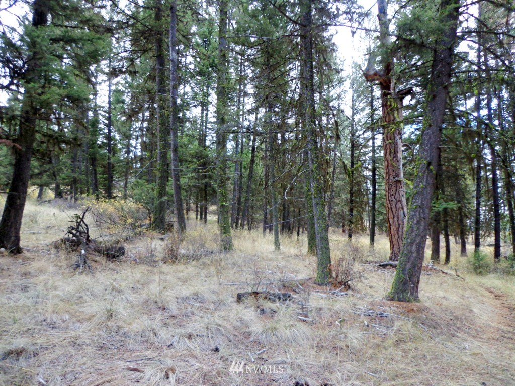 32 Lambert Mt Road Republic, WA 99166 - Photo 4 of 13 Gallery Image 4