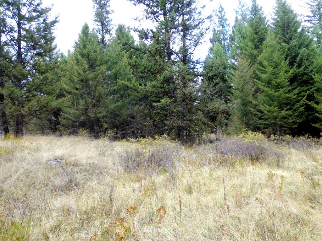 32 Lambert Mt Road Republic, WA 99166 - Photo 6 of 13 Gallery Image 6