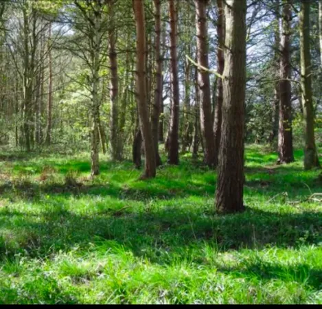 a view of lush green forest