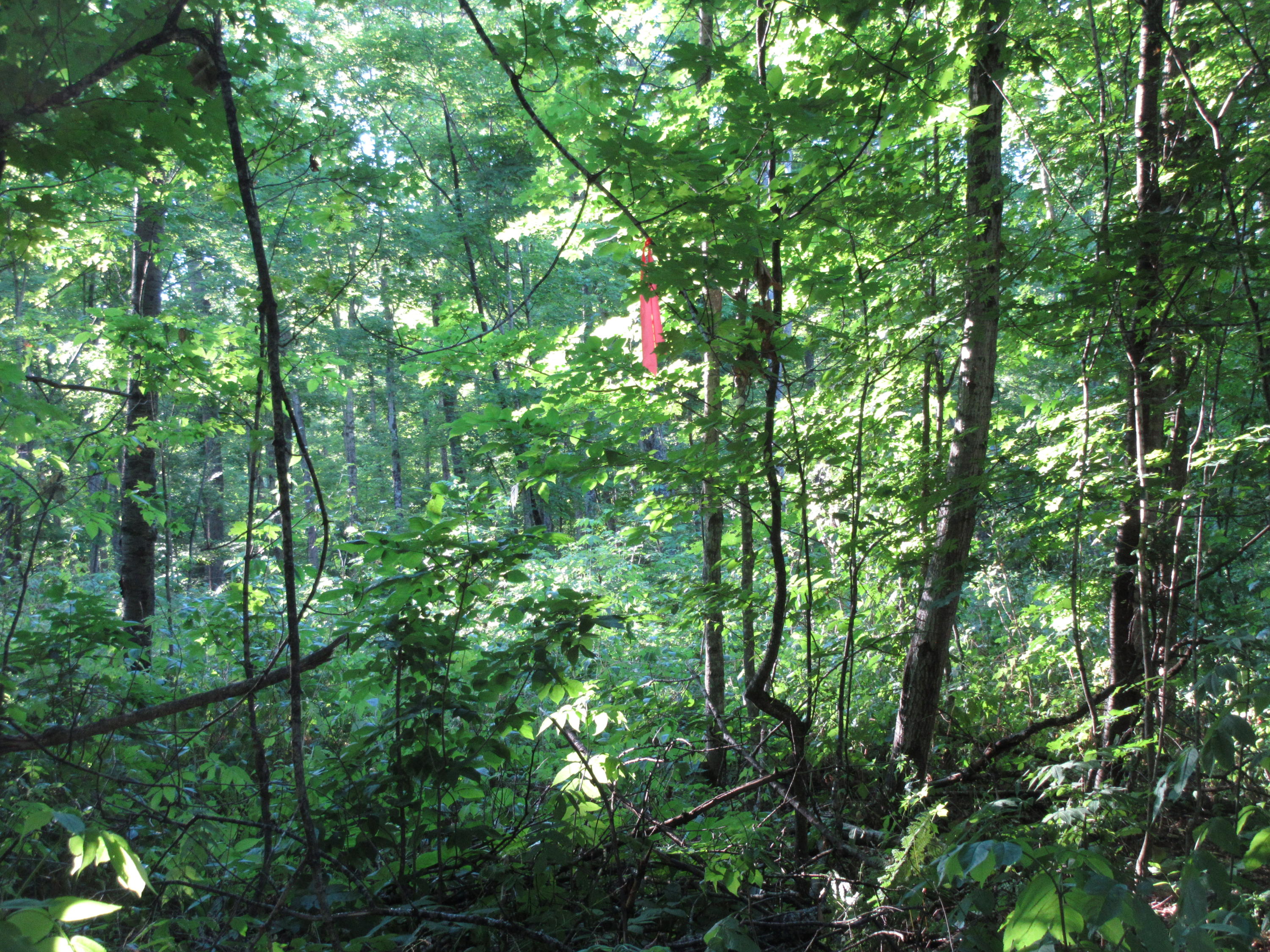 0 West Poglese Road Hessel, MI 49745 - Photo 4 of 9 Gallery Image 4