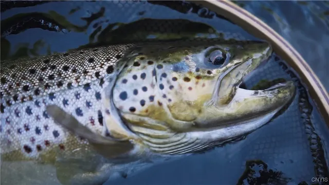 $1,900,000 | 0 Coal Hill Road, Taberg, NY 13471