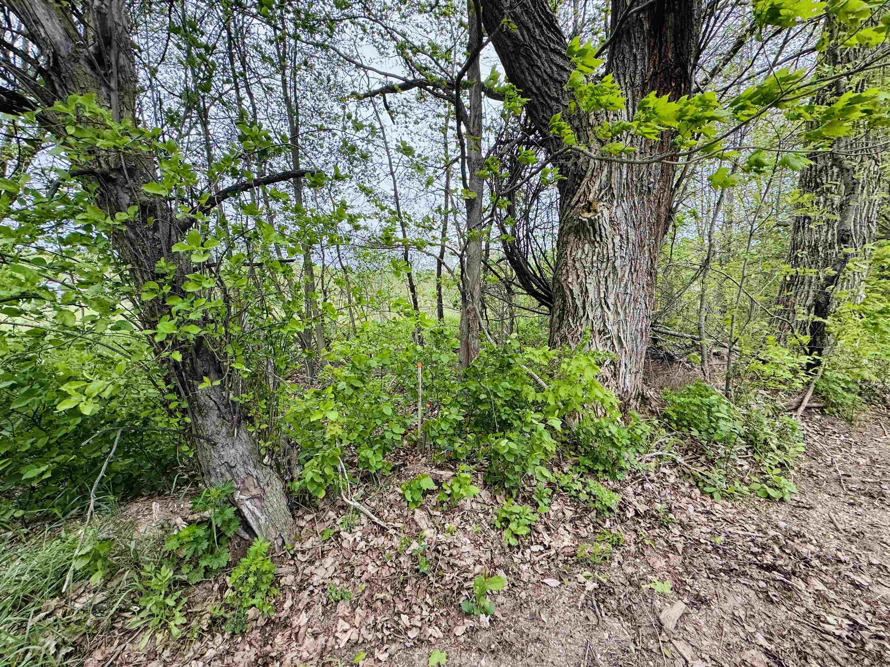 Parcel B2 Bosscher Road Manton, MI 49663 - Photo 9 of 13