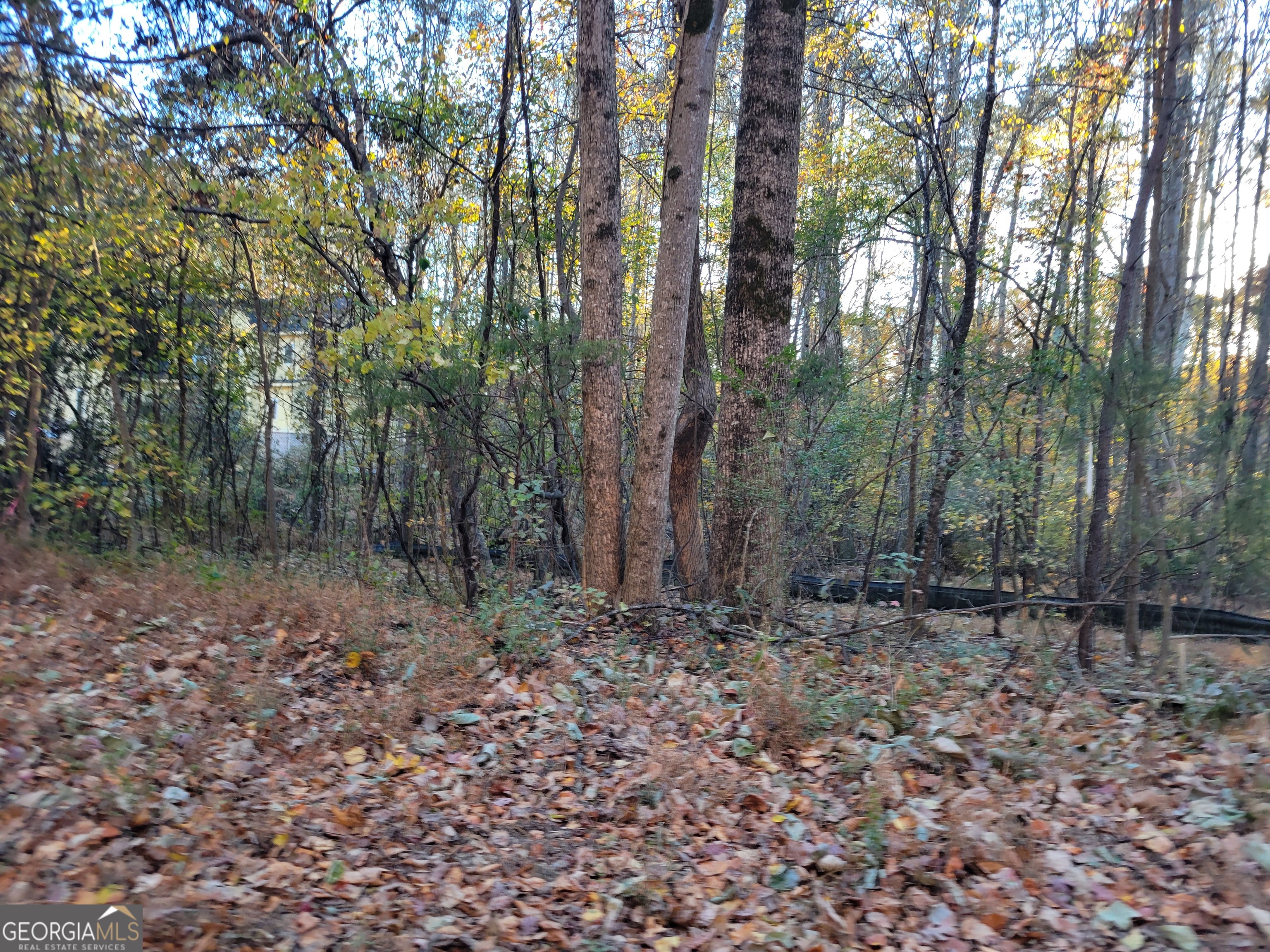a view of a forest with trees in the background