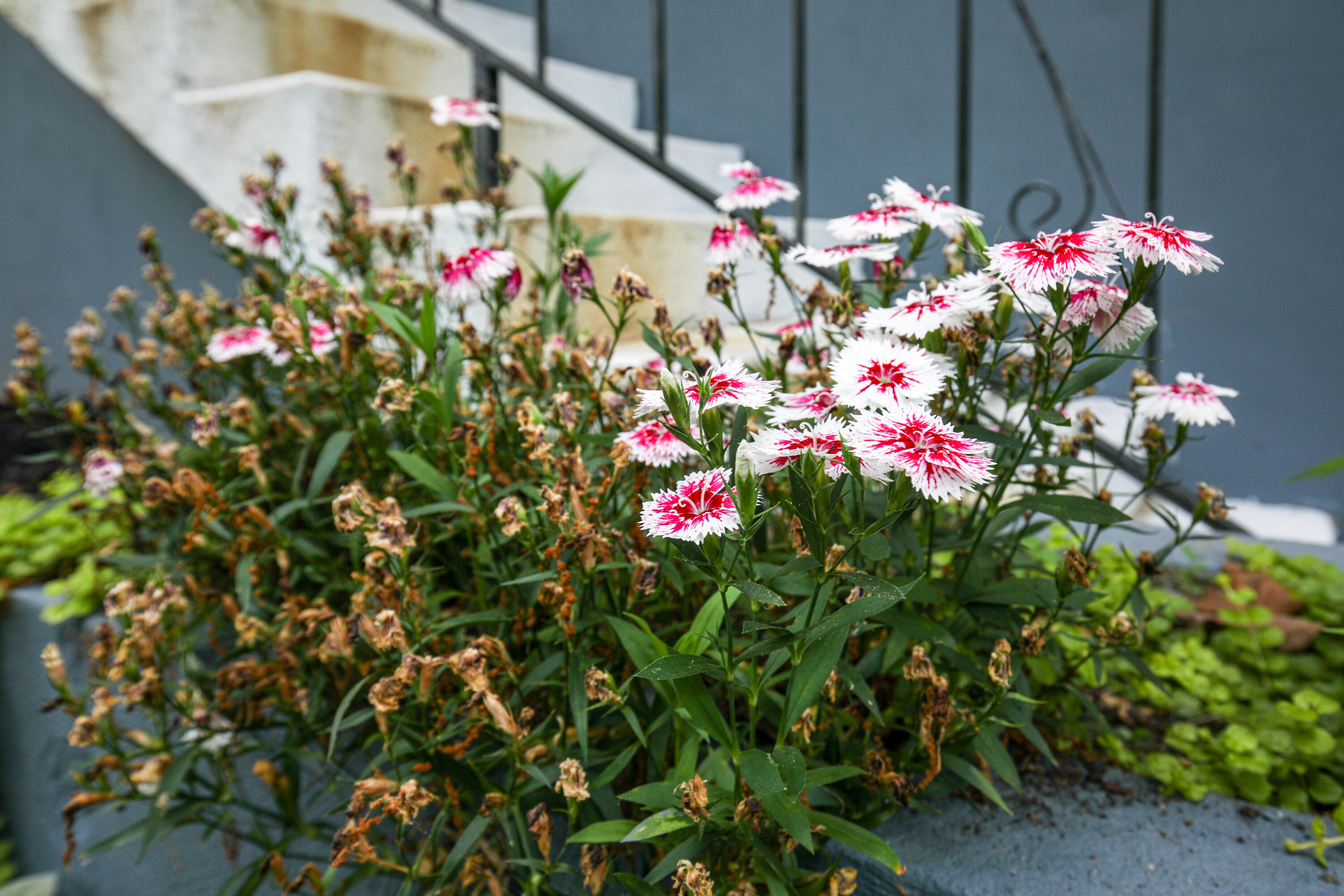 789 Minnis Road Cleveland, TN 37323 - Photo 31 of 35 Homely Landscaping
