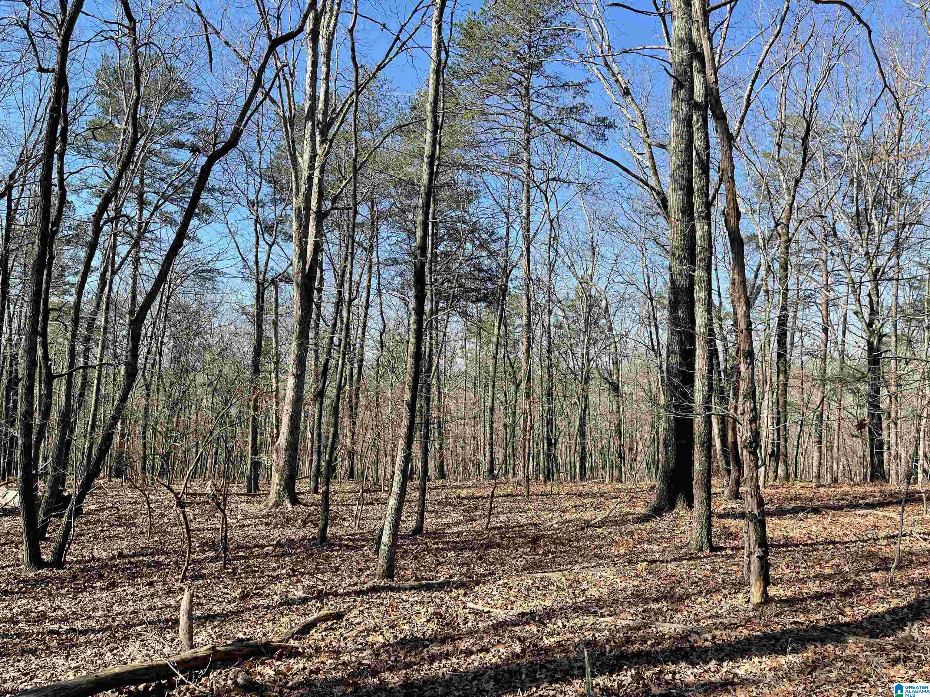 0 County Road 852, Unit 3 Ranburne, AL 36273 - Photo 17 of 23