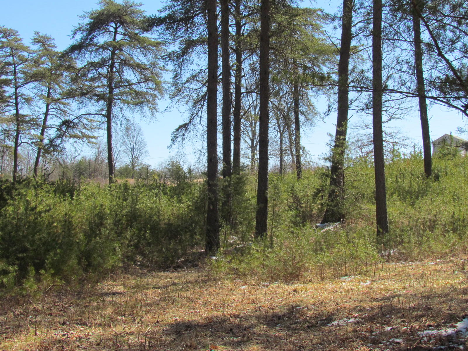1408 Pryor Ridge Road Tracy City, TN 37387 - Photo 27 of 32 View #9.JPG