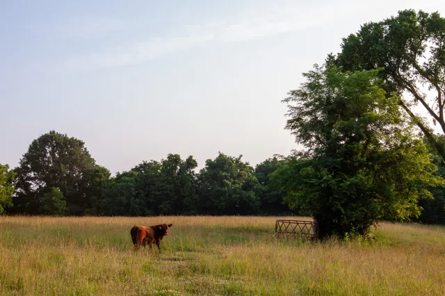 a view of a house with a big yard and potted plants and large trees