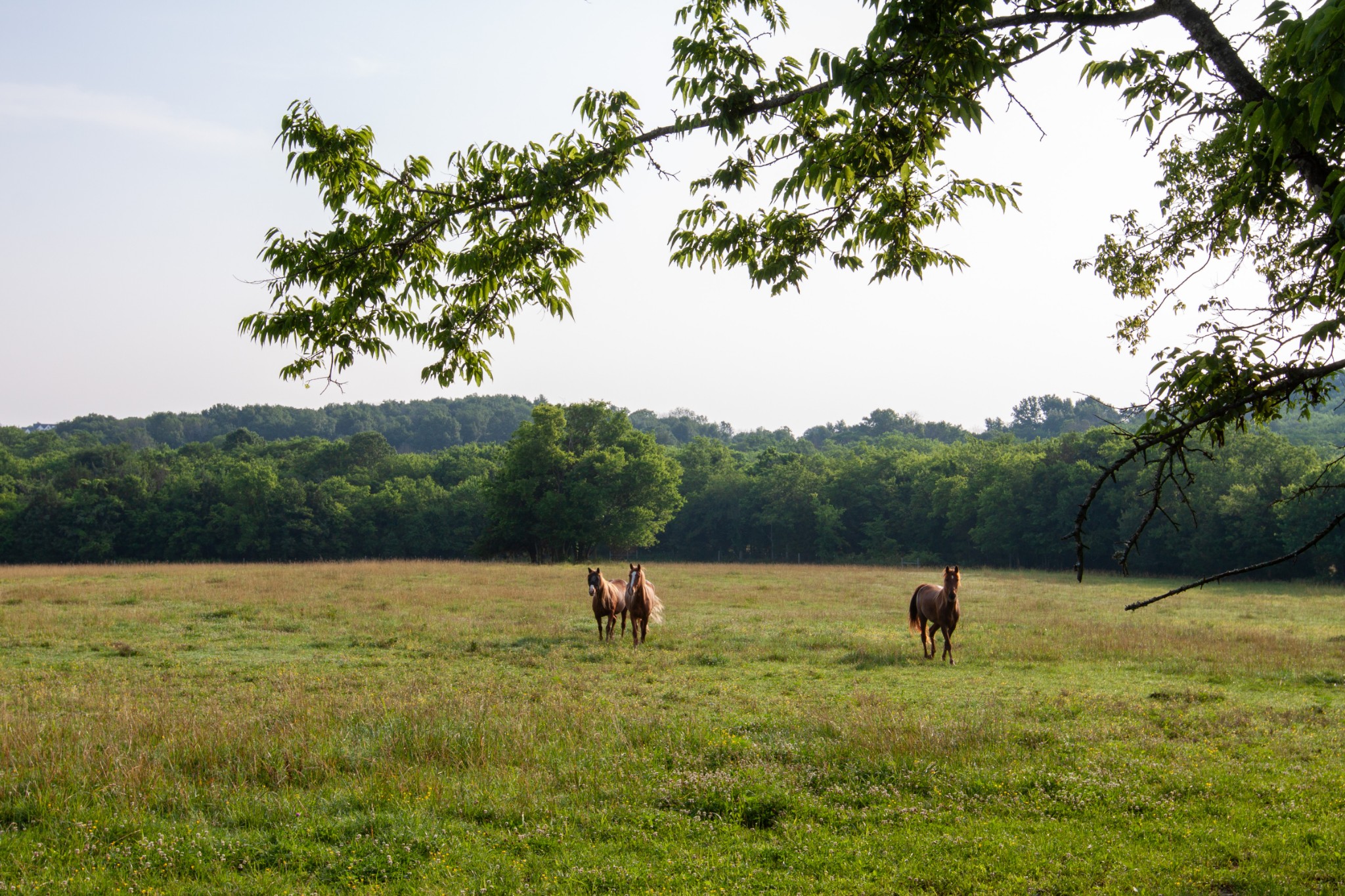 6180 Southeast Tater Peeler Road Lebanon, TN 37090 - Photo 53 of 89 a view of a lake with a park
