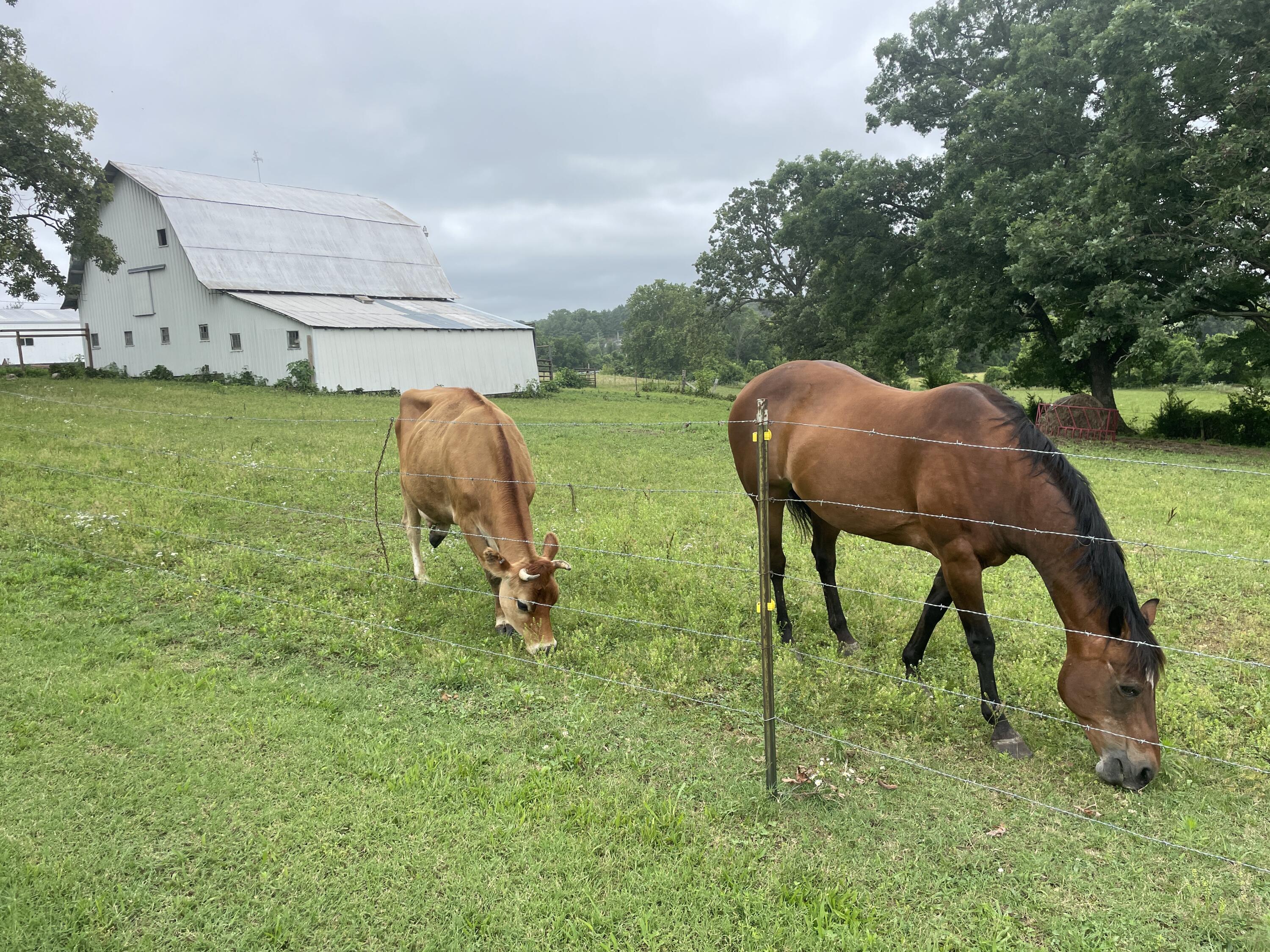 1107 Lower Ford Road Ava, MO 65608 - Photo 51 of 82 22 Acre Show Farm